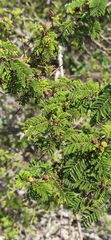 Vachellia macracantha