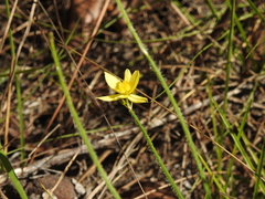 Tricoryne muricata