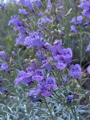 Penstemon sepalulus