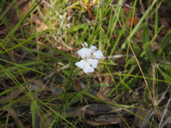 Westringia tenuicaulis