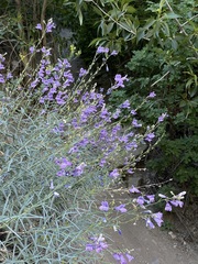 Penstemon sepalulus