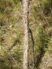 Corymbia trachyphloia