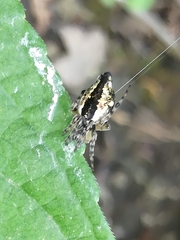 Cyclosa conica