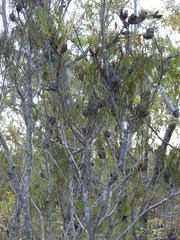 Hakea actites