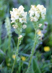 Pedicularis tuberosa
