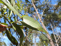 Corymbia trachyphloia