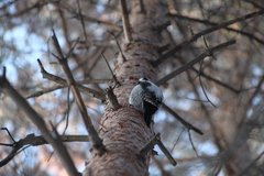 Picoides tridactylus