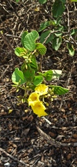 Cordia lutea