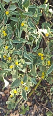 Waltheria ovata