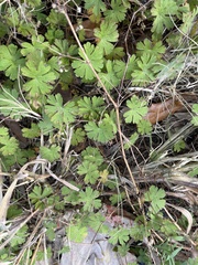 Geranium carolinianum