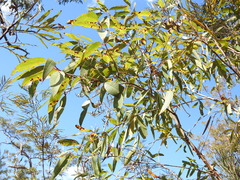 Corymbia trachyphloia
