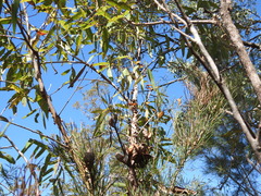 Corymbia trachyphloia