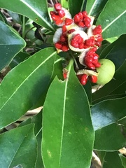 Pittosporum tobira