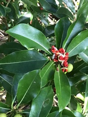 Pittosporum tobira