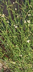 Alternanthera filifolia