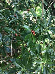 Pittosporum tobira