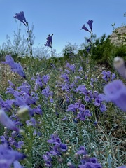 Penstemon sepalulus