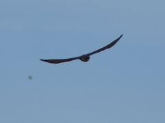 Accipiter nisus nisus