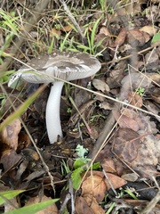 Amanita constricta
