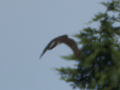 Accipiter nisus nisus