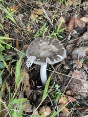 Amanita constricta