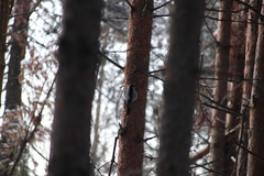 Picoides tridactylus