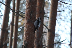 Picoides tridactylus