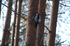 Picoides tridactylus
