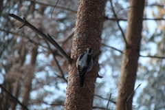 Picoides tridactylus