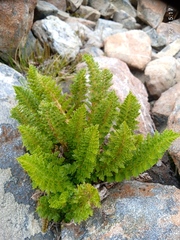 Polystichum cystostegium