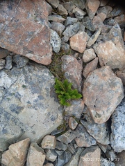 Polystichum cystostegium