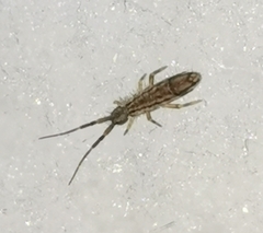 Orchesella flavescens