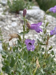Penstemon montanus