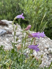 Penstemon montanus