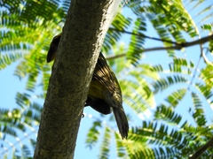 Pheucticus chrysopeplus