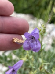 Penstemon montanus