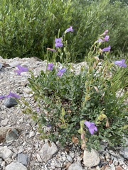 Penstemon montanus