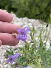 Penstemon montanus