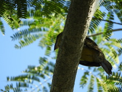 Pheucticus chrysopeplus