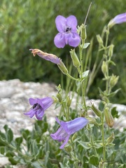 Penstemon montanus