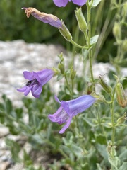 Penstemon montanus
