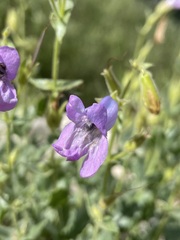 Penstemon montanus