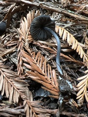 Entoloma serrulatum