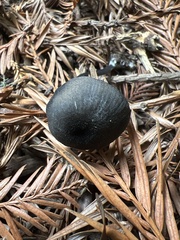 Entoloma serrulatum
