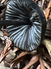 Entoloma serrulatum