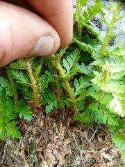 Polystichum cystostegium