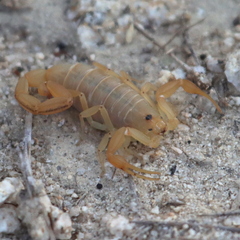 Centruroides exilicauda