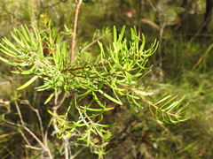 Persoonia virgata