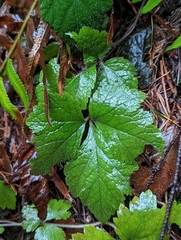Tiarella trifoliata