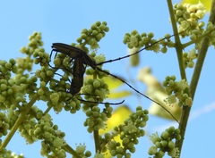 Sphaenothecus trilineatus